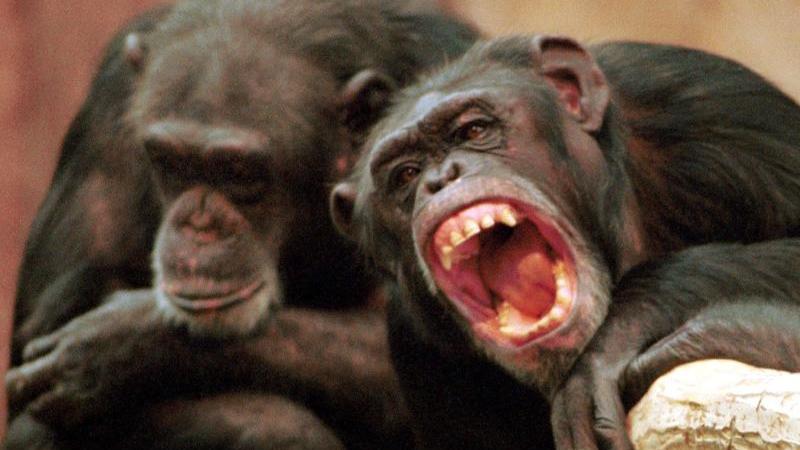 Forscher: Savannen-Schimpansen leiden unter Hitze-Stress Zwei Schimpansen auf einem Baumstamm