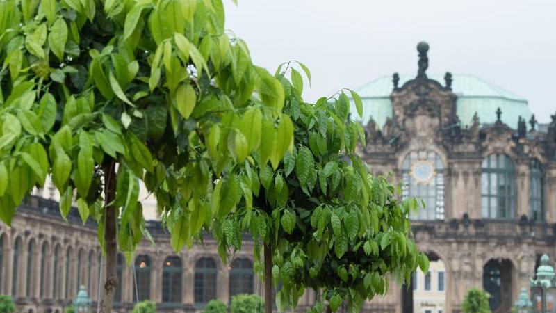 Im Dresdner Zwinger sind wieder Orangenbäume zu sehen Orangenbäume im Dresdner Zwinger