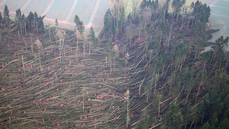Sturm und Insekten sorgen für erhebliche Waldschäden Waldschäden nach Unwettern