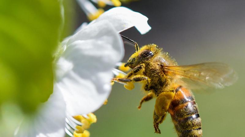 Berliner Abgeordnetenhaus fordert besseren Schutz von Bienen Honigbiene im Anflug