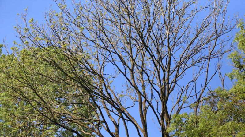 Eschentriebsterben forciert Suche nach den Überlebensbäumen Eine Esche