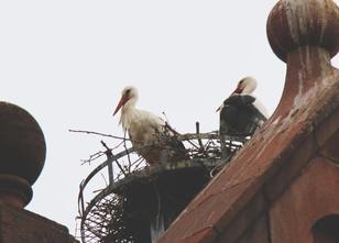 In diesem elsässischen Städtchen ist der Storch einfach überall. Zig Nester... weiterlesen