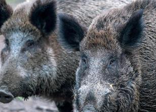 Die Gefahr eines Ausbruchs der Afrikanischen Schweinepest in einem Hausschw... weiterlesen
