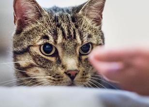 Im Kreis Rottweil haben die Behörden 206 Tiere aus zwei Häusern befreit. Da... weiterlesen