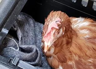 Nach einem beinahe tödlichen Spaziergang über eine Autobahn und wochenlange... weiterlesen