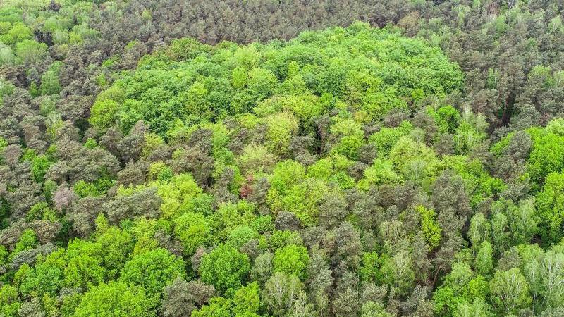 Rheinland-Pfalz regelt Holzvermarktung neu Mischwald im Frühling