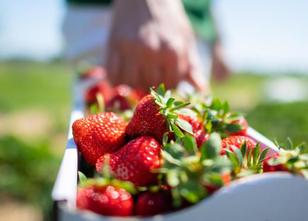 Der Landesverband Sächsisches Obst eröffnet heute offiziell die Erdbeersais... weiterlesen