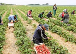 Landwirte im Südwesten haben es schwerer, Helfer für die Ernte zu finden. 2... weiterlesen