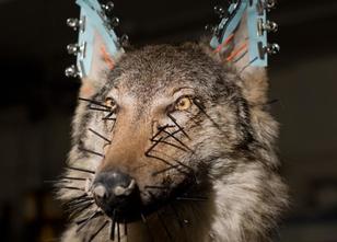 Als erster im staatlichen Auftrag getöteter Wolf hat Kurti vor zwei Jahren ... weiterlesen
