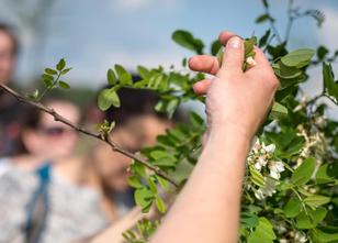 Weiße Blüten mit betörendem Duft: Den Robinien macht die Hitze derzeit in B... weiterlesen