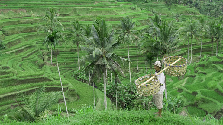 Bali Bali