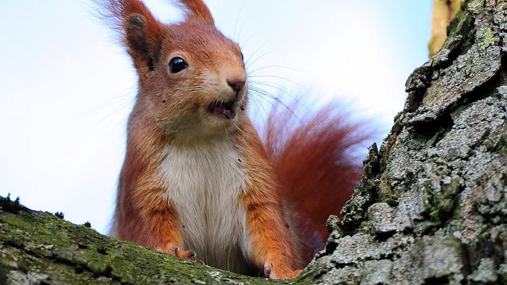 Eichhörnchen Eichhörnchen