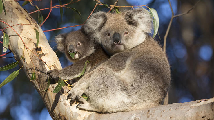 Koala Koala