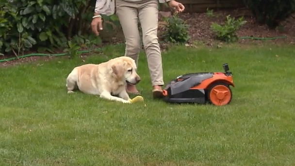 Mähroboter verletzt Labrador Mähroboter verletzt Labrador