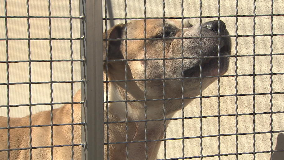 Er war unberechenbar: Kampfhund Chico eingeschläfert Er war unberechenbar: Kampfhund Chico eingeschläfert