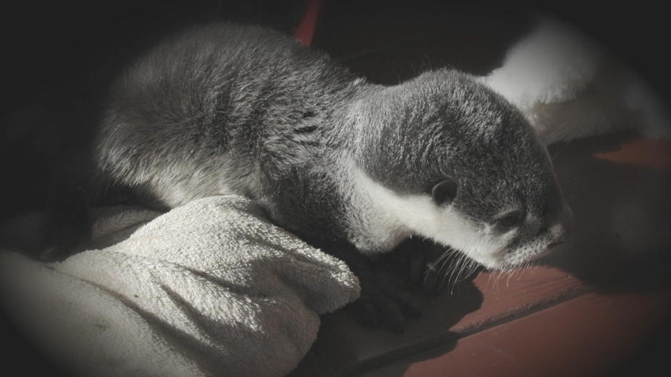 Gelähmtes Otterbaby lernt wieder schwimmen Gelähmtes Otterbaby lernt wieder schwimmen
