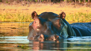Atemberaubende Momente auf der Safari-Tour Atemberaubende Momente auf der Safari-Tour