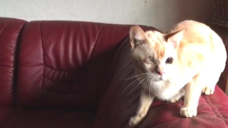 Katzen aus Messiewohnung gerettet Katzen aus Messiewohnung gerettet