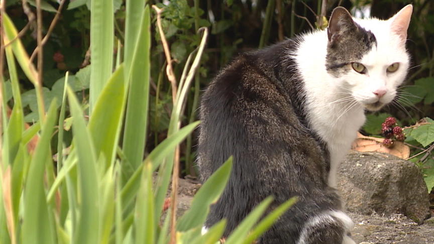 Vorsicht: Einige Zimmerpflanzen sind Gift für Katzen Vorsicht: Einige Zimmerpflanzen sind Gift für Katzen