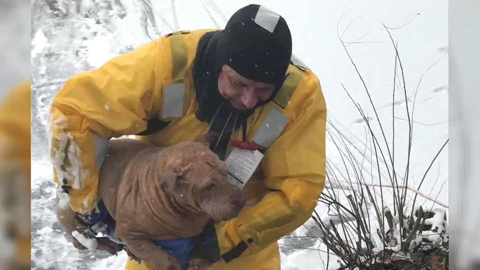 Feuerwehrmänner retten Hund aus Eissee Feuerwehrmänner retten Hund aus Eissee