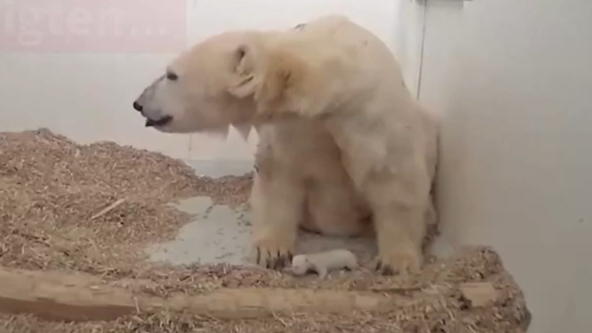 Eisbär-Baby im Tierpark Berlin gestorben Eisbär-Baby im Tierpark Berlin gestorben