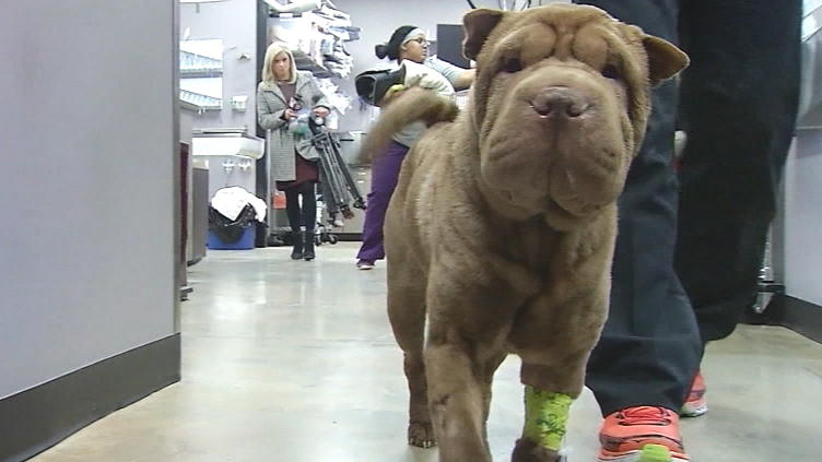 USA: Hund frisst 21 Schnuller! USA: Hund frisst 21 Schnuller!