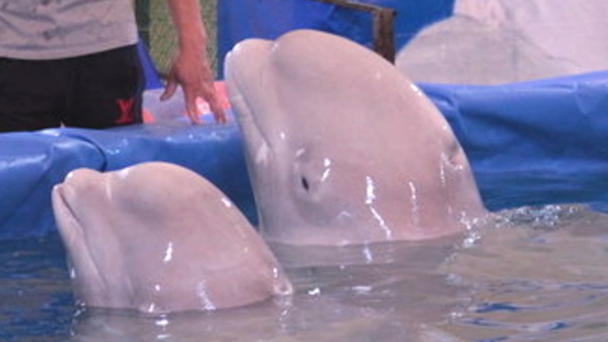 Miserable Bedingungen für Belugas im Wanderzoo Miserable Bedingungen für Belugas im Wanderzoo
