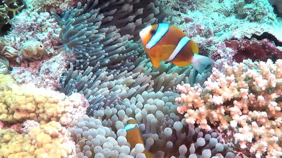 Neue Hoffnung für das Great Barrier Reef? Neue Hoffnung für das Great Barrier Reef?