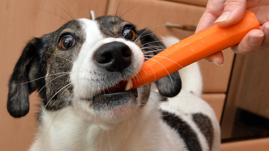 Was darf ein Hund essen? Was darf ein Hund essen?