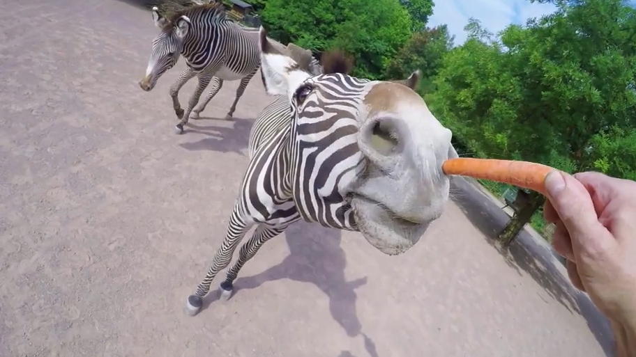 Ein etwas anderer Einblick in die Tierwelt des Kölner Zoos Ein etwas anderer Einblick in die Tierwelt des Kölner Zoos