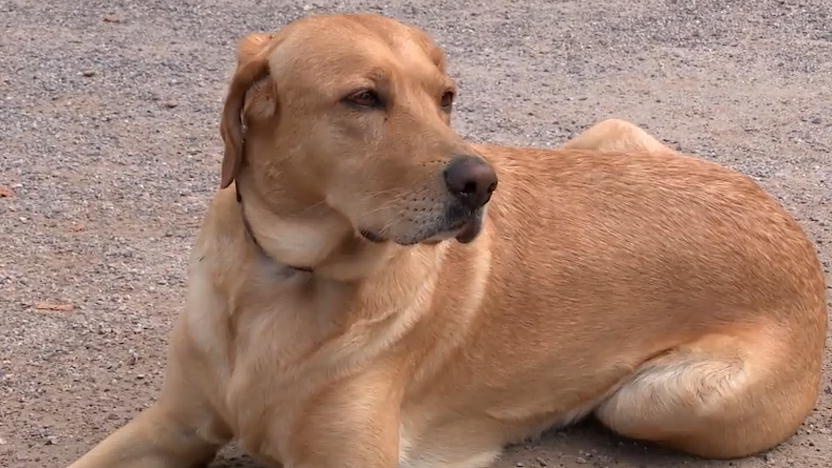 Hundekot soll Düsseldorf erleuchten! Hundekot soll Düsseldorf erleuchten!
