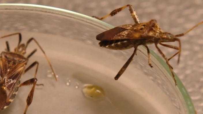 Stinkwanzen könnten ein echtes Problem werden Stinkwanzen könnten ein echtes Problem werden