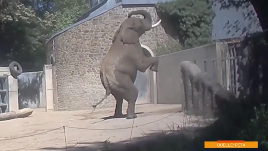 Quält Wuppertaler Zoo seine Elefanten? Quält Wuppertaler Zoo seine Elefanten?