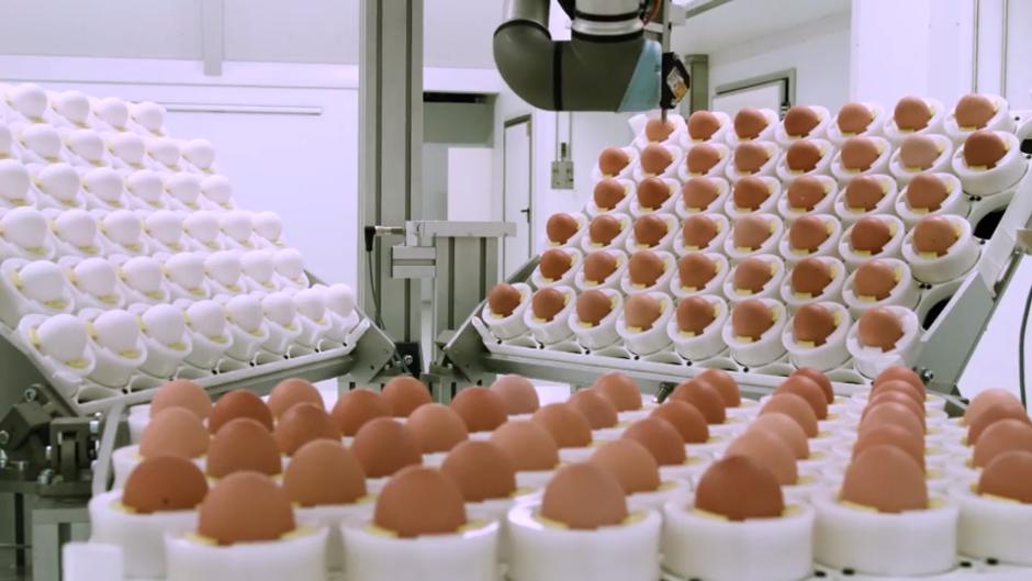 Für diese Eier müssen keine Küken sterben Für diese Eier müssen keine Küken sterben