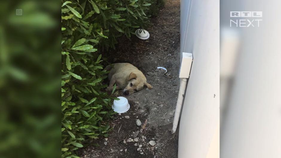 Frau rettet verlassenen Hund Frau rettet verlassenen Hund