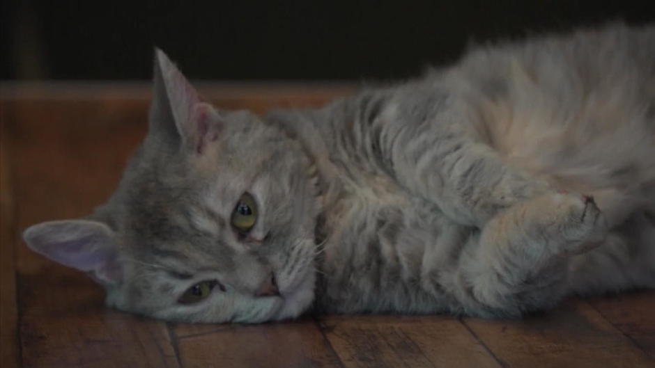 Katzen können ihren Namen verstehen Katzen können ihren Namen verstehen