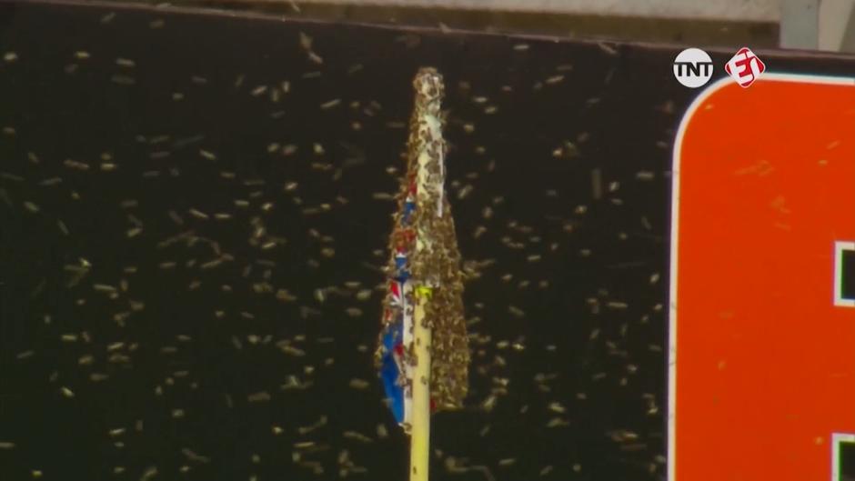 Mega-Bienenschwarm sorgt für Ärger Mega-Bienenschwarm sorgt für Ärger