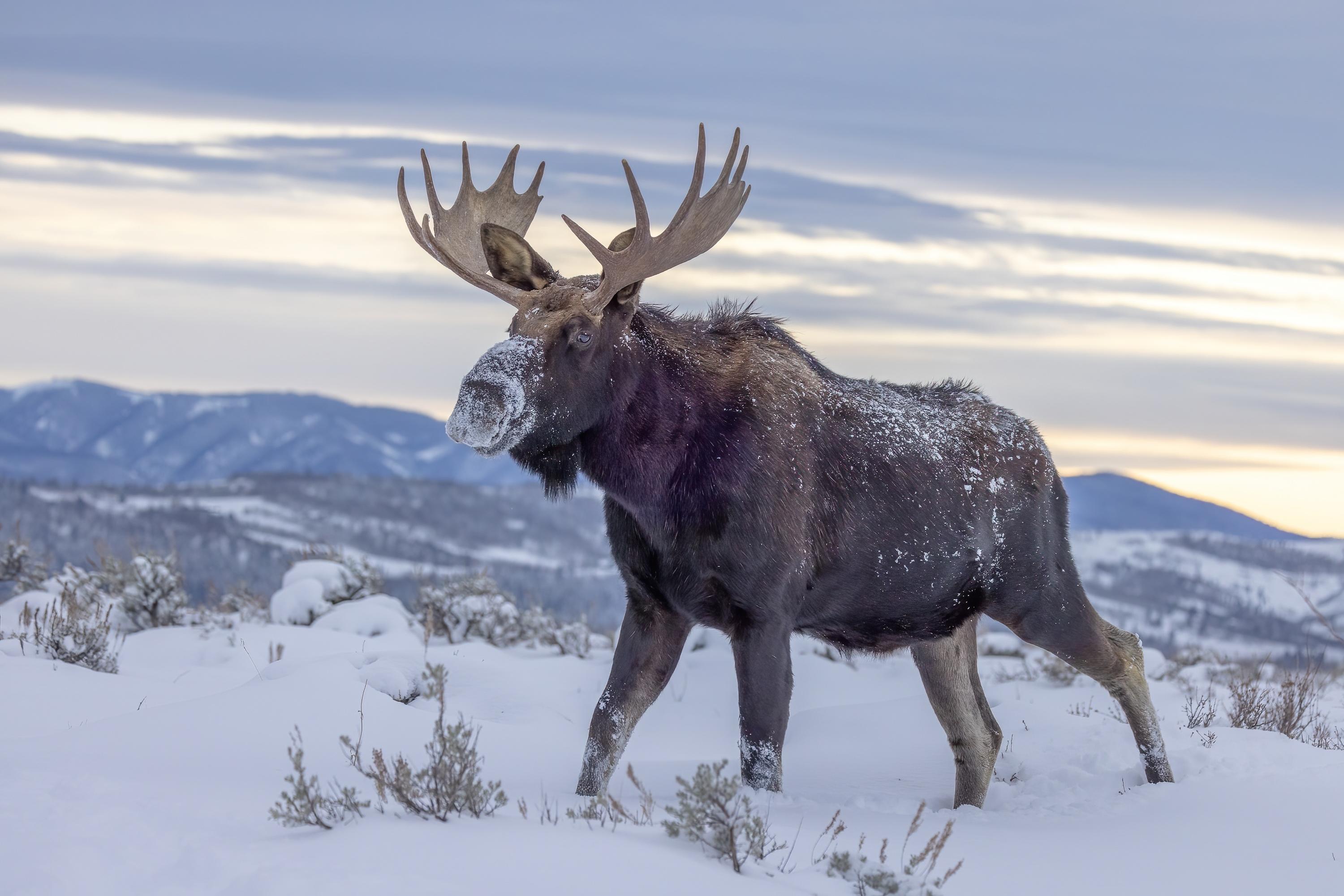 a-restless-planet-ep02-bull-moose-c-shutterstock.jpg