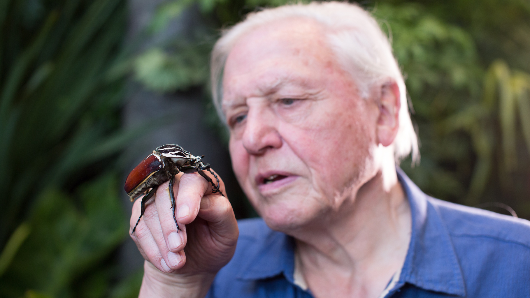 david-attenborough-ein-leben-fuer-planet-erde.png