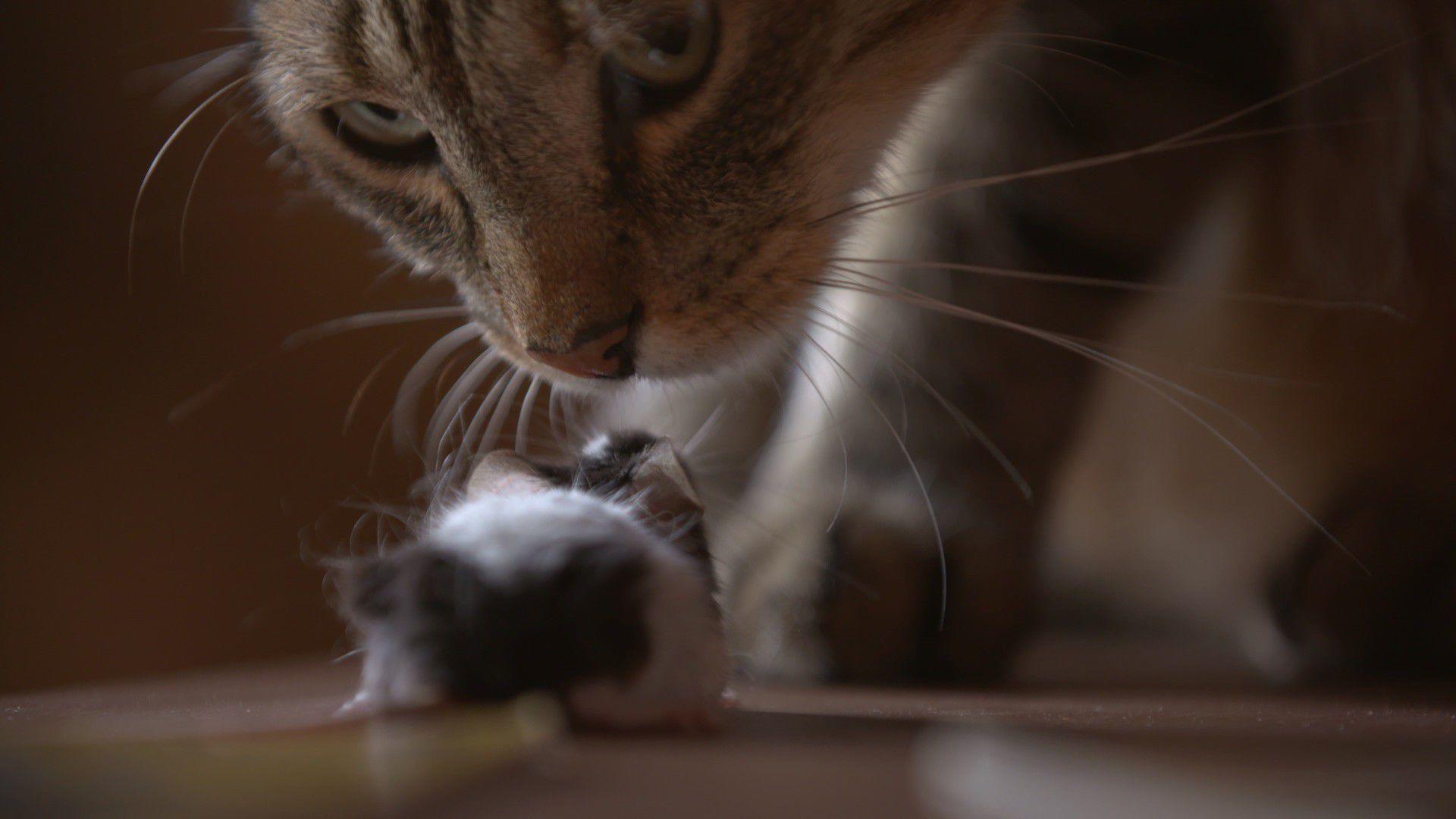 Von Katze und Maus - Das ewige Duell