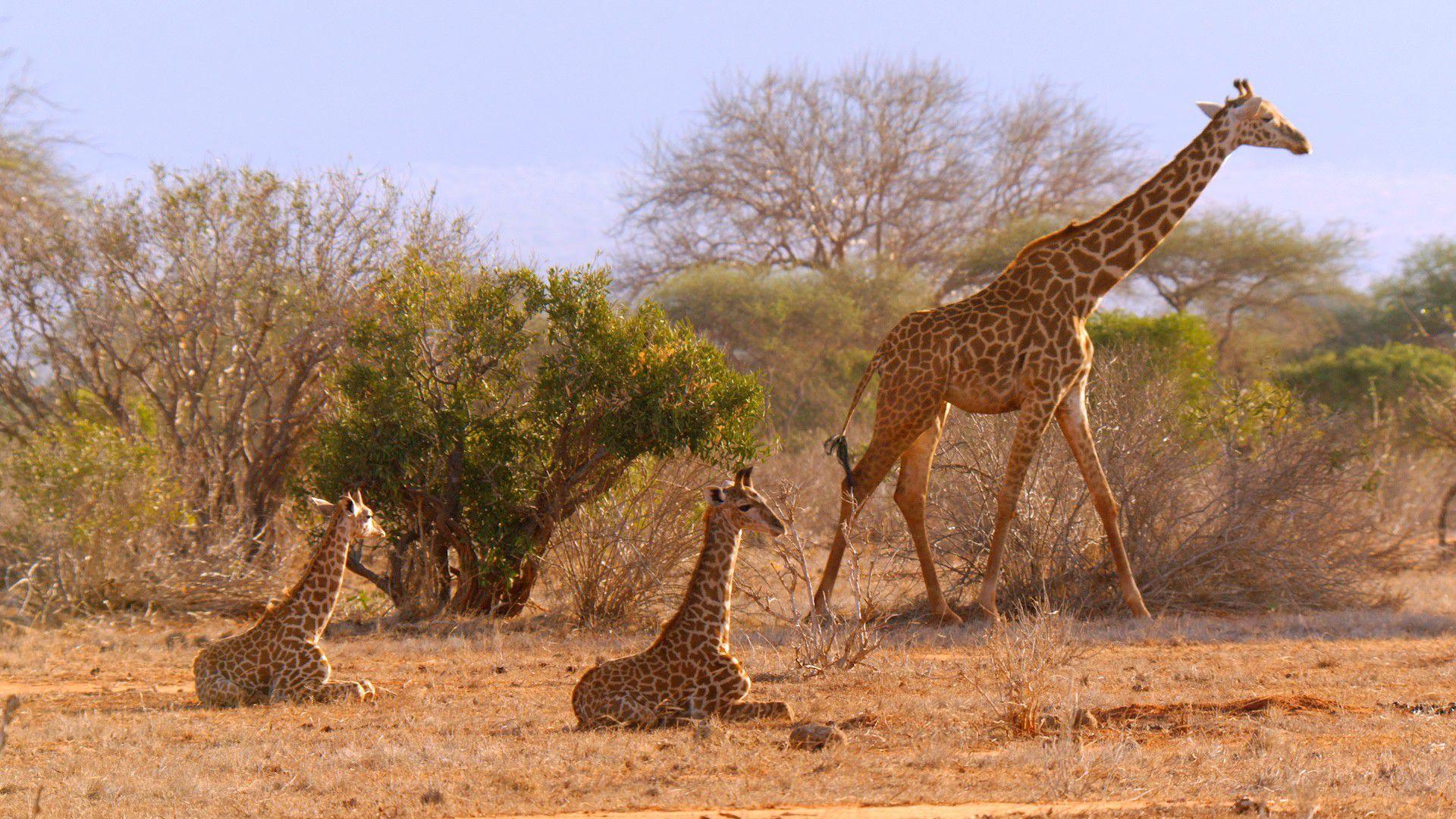 Die letzte Giraffe