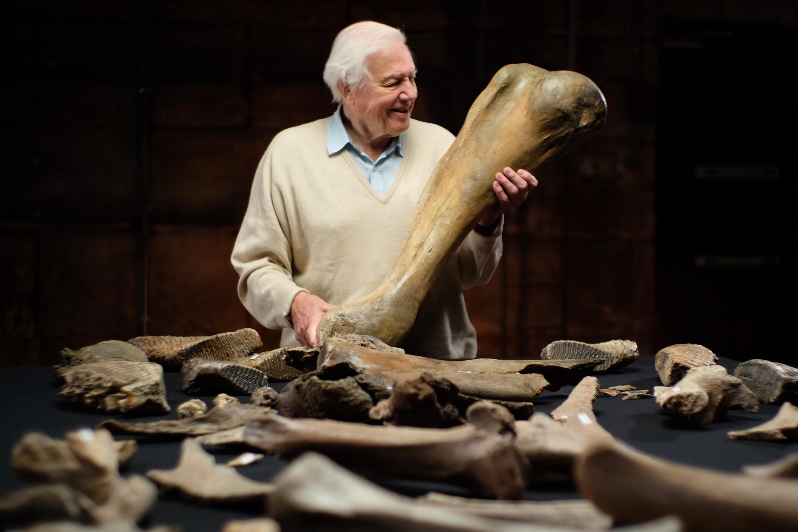 David Attenborough und der Mammut-Friedhof