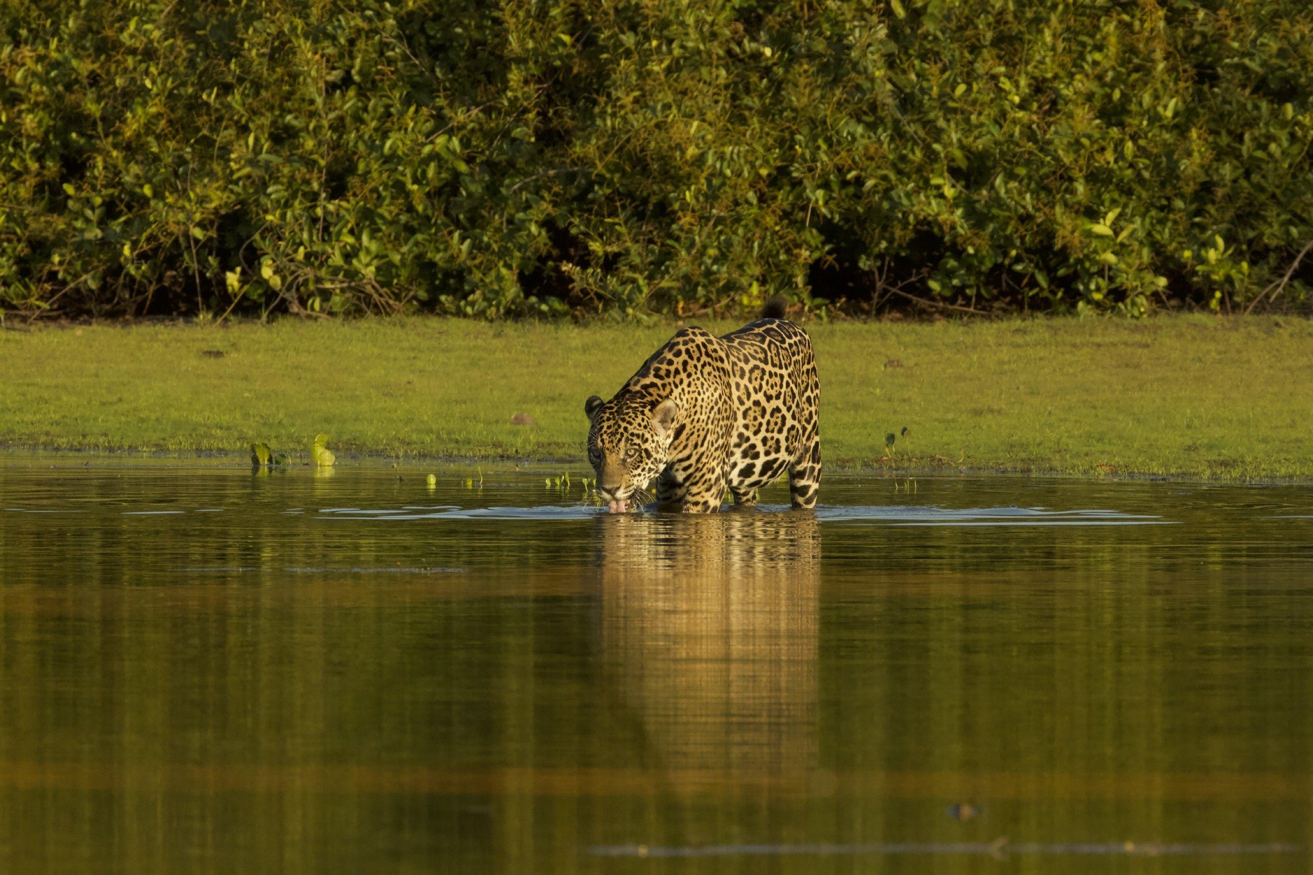 Wildes Pantanal - Am Letzten Wasserloch