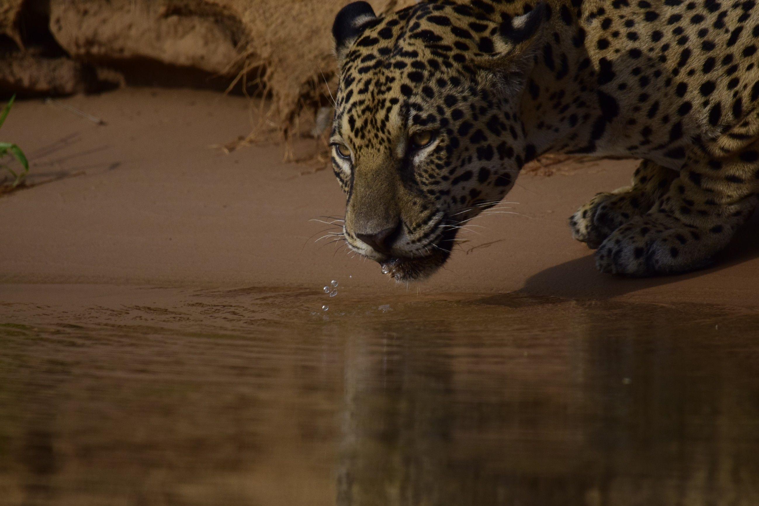 Wildes Pantanal - Jaguarland