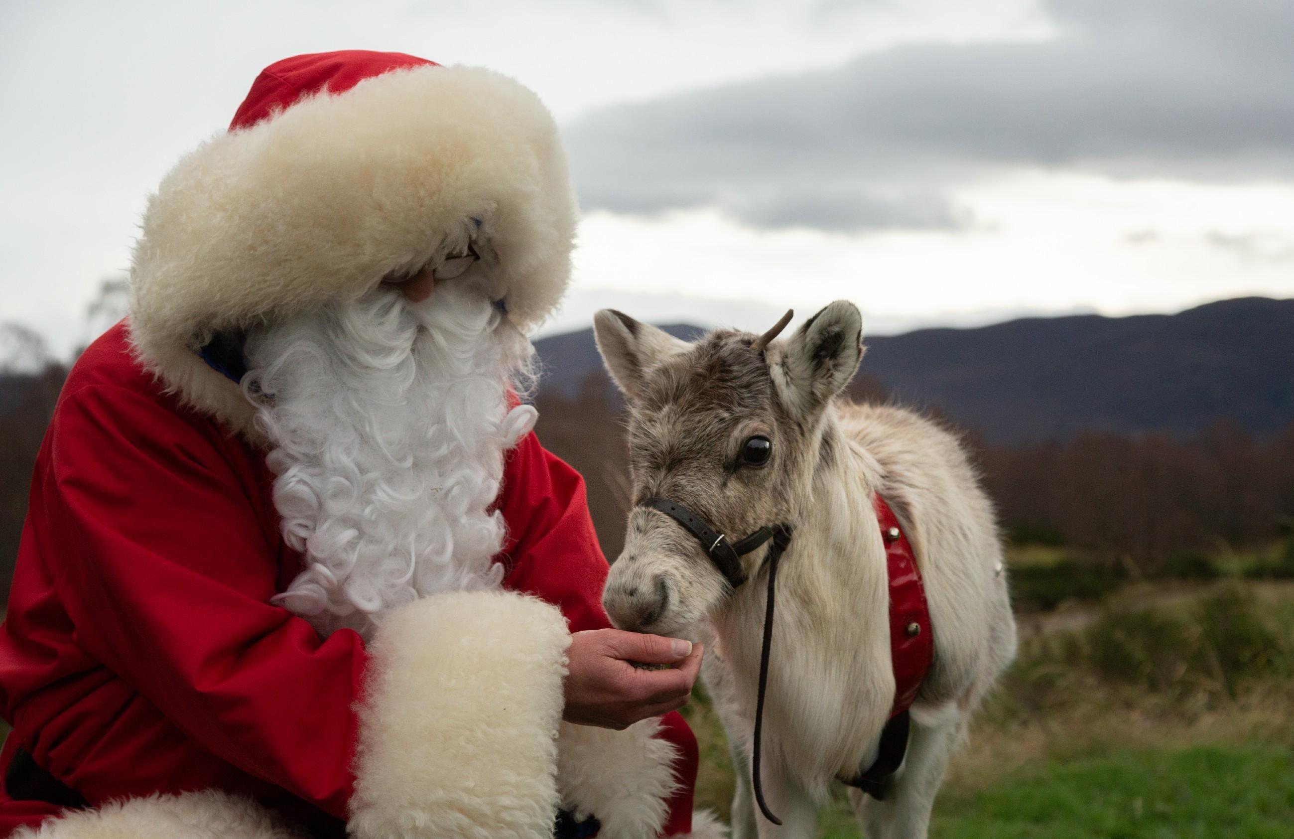 Das kleine Rentier und sein erstes Weihnachten