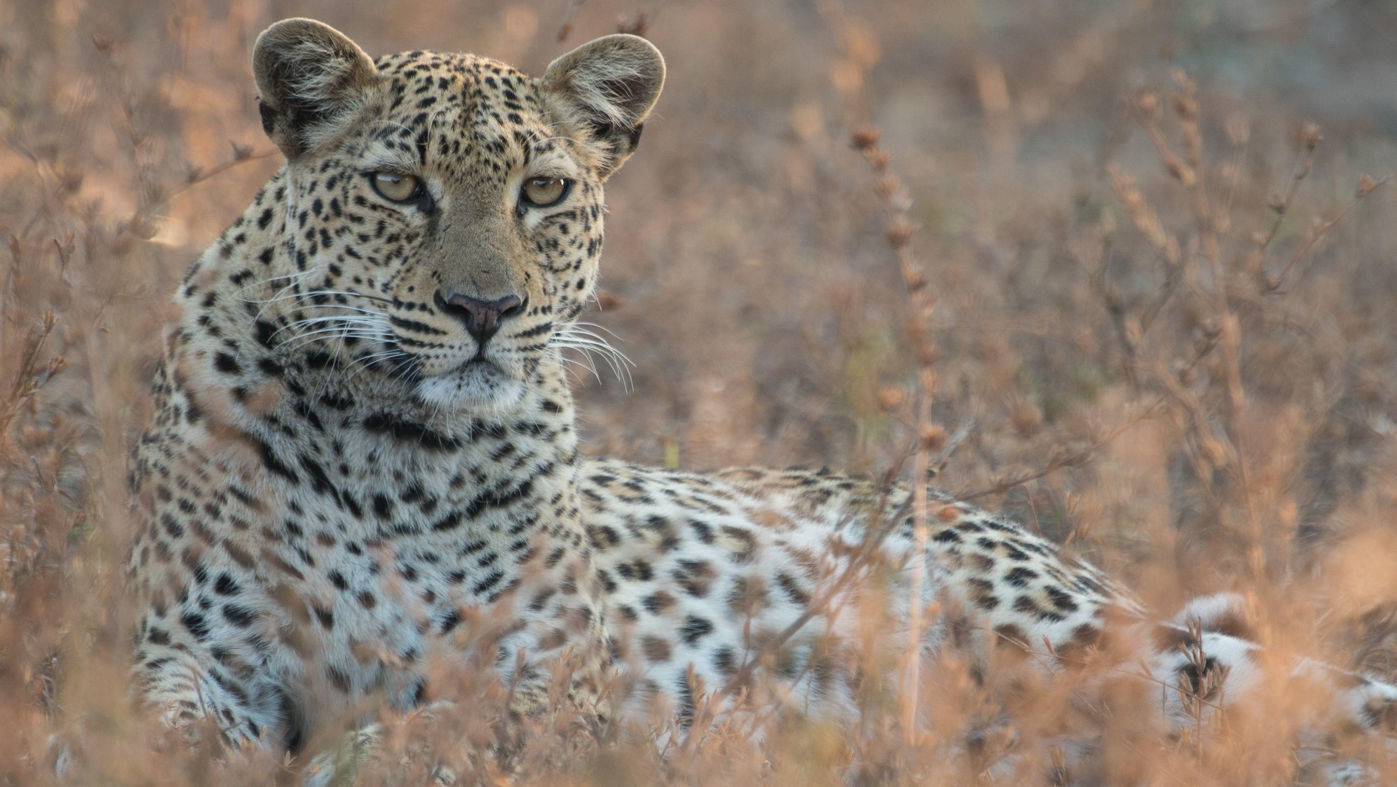 Malika jagt - Abenteuer einer Leopardin