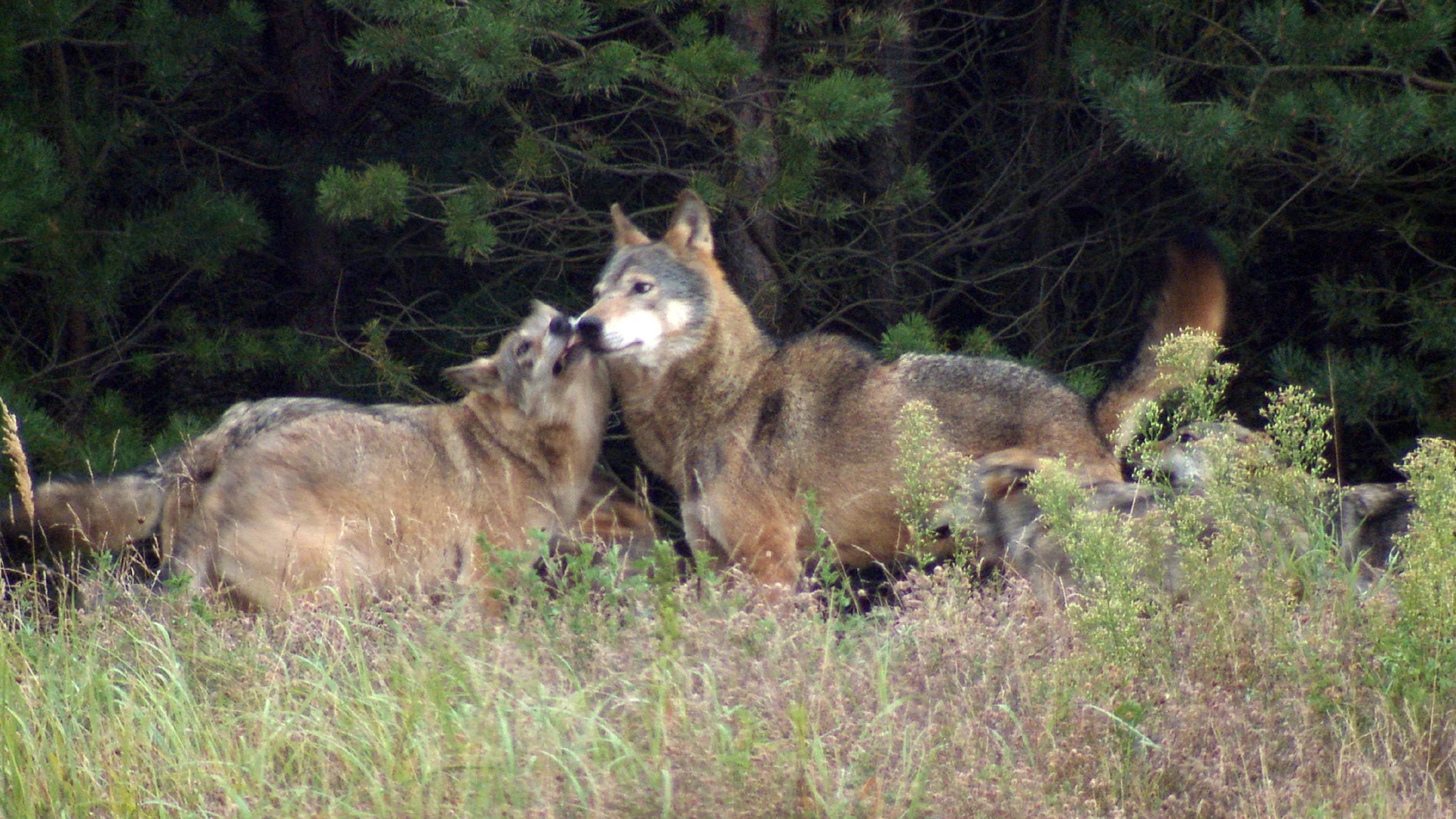 Familie Wolf - Gefährliche Nachbarn