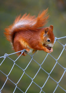 Tierbabys Tierbabys
