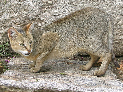 Wildkatzen: Wilde Verwandte der Hauskatzen