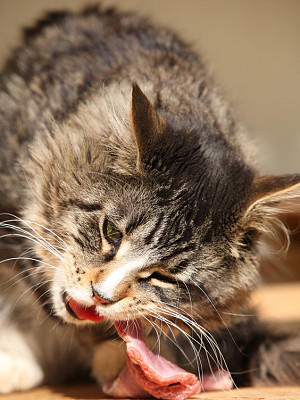 BARF für die Katz': Katzen mit frischem Fleisch artgerecht und lecker